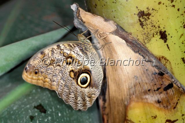 caligo eurilochus 2.JPG - Caligo eurilochus (verso)Papillon chouetteOwl butterflyLepidoptera, NymphalidaeSerre à papillons, France